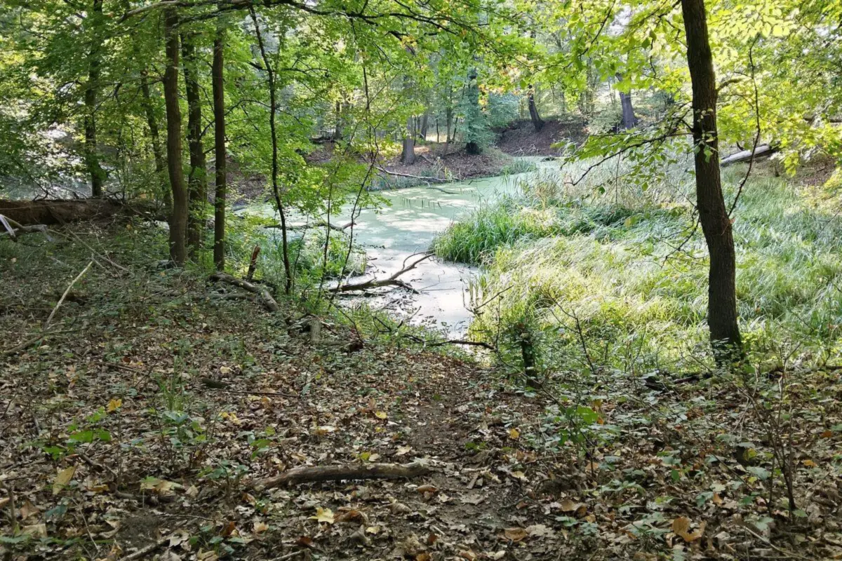 Las i starorzecze w Dolinie Widawy obok Kopalni Wrocław, obszar Natura 2000
